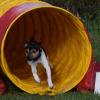 Jeune terrier brésilien débutant l'agility